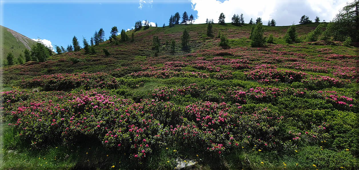 foto Malga Val Cion